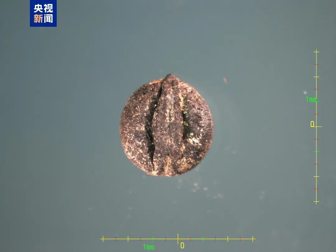 千年王冠重现! 千年王冠重现!