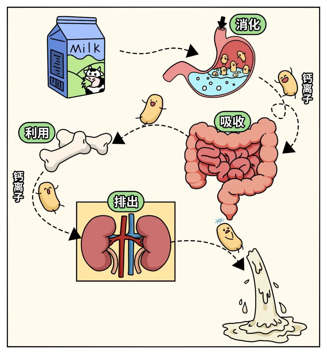 这个饮食习惯让骨头越来越脆,很多人每天都在做 这个饮食习惯让骨头越来越脆,很多人每天都在做
