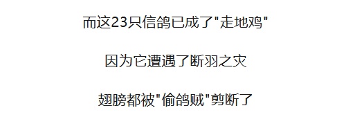 50万天价信鸽一夜被偷,翅膀全剪!盗贼竟是“内行”? 50万天价信鸽一夜被偷,翅膀全剪!盗贼竟是“内行”?