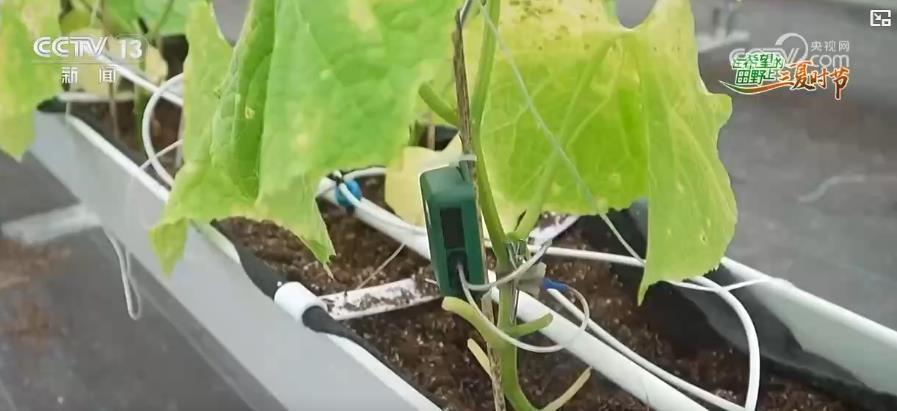 AI赋能“三夏”抢收忙 智慧农业绘就丰收新图景 AI赋能“三夏”抢收忙 智慧农业绘就丰收新图景