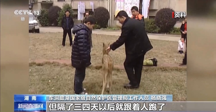 “与人为友”13年 网红麋鹿“点点”已产下8胎幼崽 “与人为友”13年 网红麋鹿“点点”已产下8胎幼崽