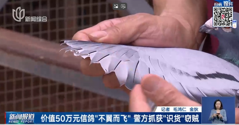 50万天价信鸽一夜被偷,翅膀全剪!盗贼竟是“内行”? 50万天价信鸽一夜被偷,翅膀全剪!盗贼竟是“内行”?