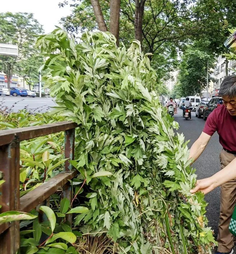 约1元每根!合肥已经大量上市 约1元每根!合肥已经大量上市