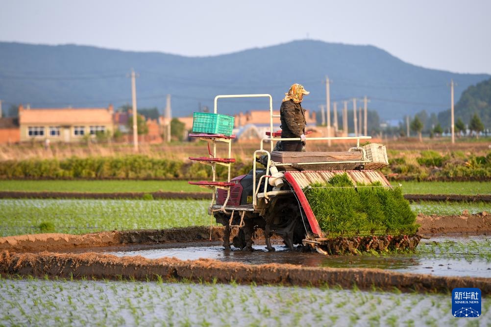 吉林：“世界黄金水稻带”上插秧忙