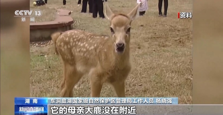 “与人为友”13年 网红麋鹿“点点”已产下8胎幼崽 “与人为友”13年 网红麋鹿“点点”已产下8胎幼崽