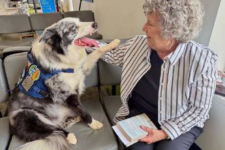 汪汪队有了新工作 美国一机场出动牧羊犬驱鸟 汪汪队有了新工作 美国一机场出动牧羊犬驱鸟