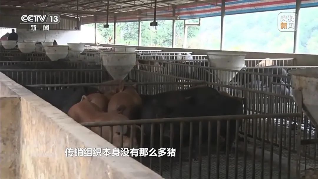 已有数万人被骗！“云认养”黑猪就能高额返利还稳赚不赔？起底“云养殖”骗局→