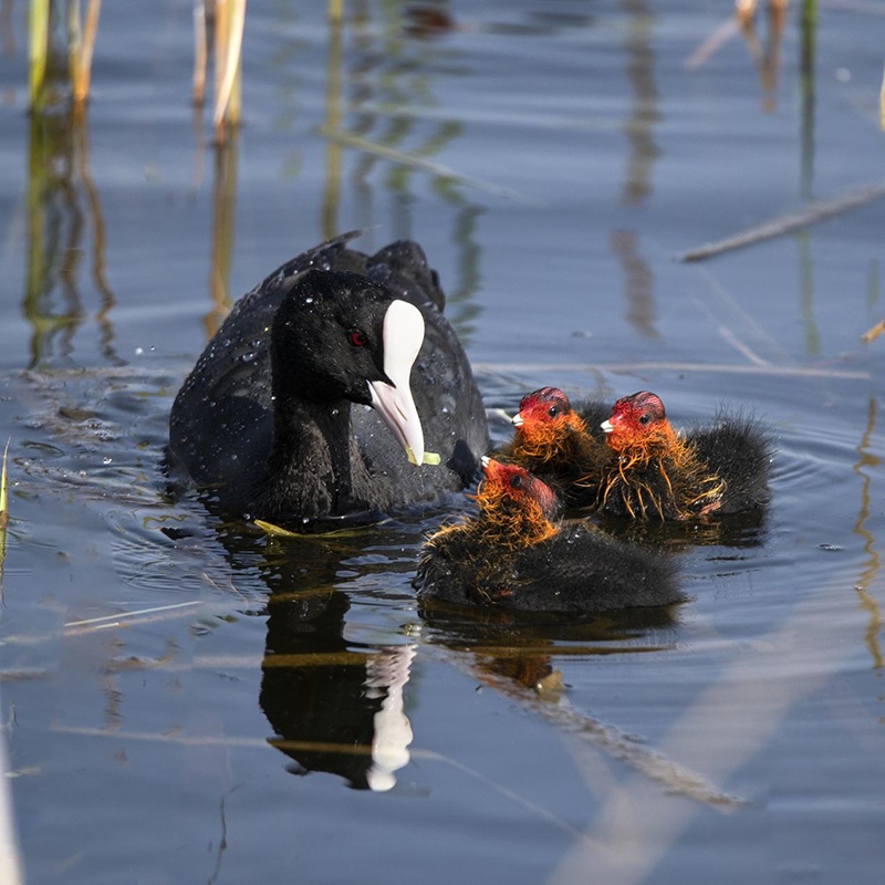 湿地芦苇荡下的鸟儿繁育胜地 湿地芦苇荡下的鸟儿繁育胜地