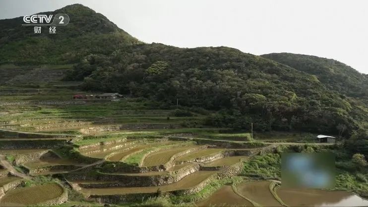 价格暴涨！大米频频被盗！日本什么情况？