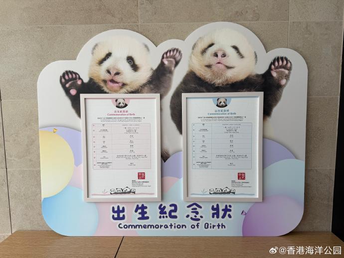首对“港产”龙凤胎大熊猫正式命名为“加加”“得得”
