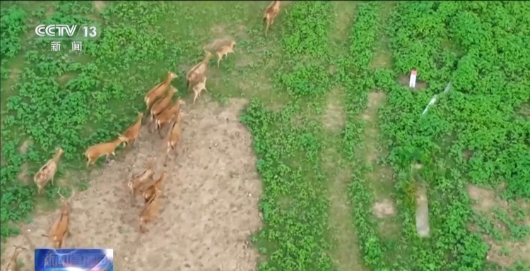 “与人为友”13年 网红麋鹿“点点”已产下8胎幼崽 “与人为友”13年 网红麋鹿“点点”已产下8胎幼崽