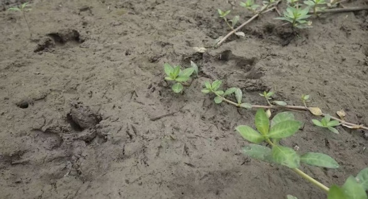 出逃54天，卡皮巴拉“豆包”现身了！