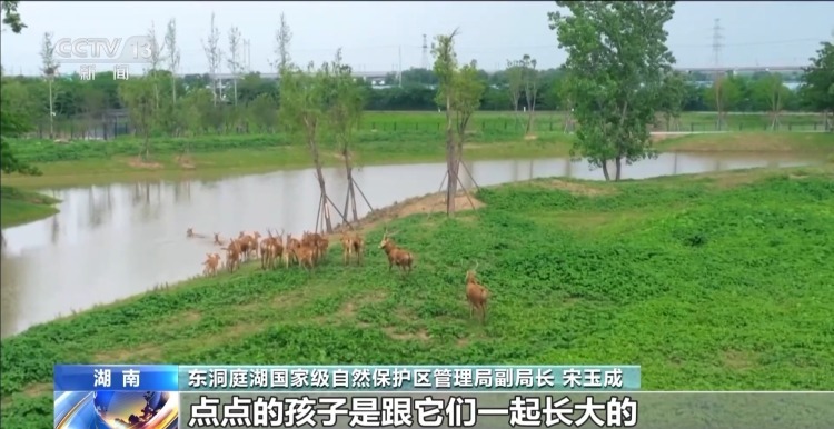 “与人为友”13年 网红麋鹿“点点”已产下8胎幼崽 “与人为友”13年 网红麋鹿“点点”已产下8胎幼崽