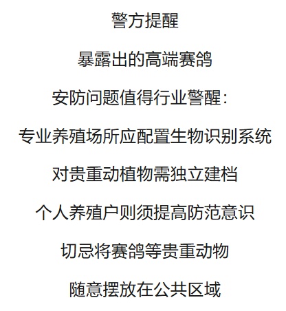 50万天价信鸽一夜被偷,翅膀全剪!盗贼竟是“内行”? 50万天价信鸽一夜被偷,翅膀全剪!盗贼竟是“内行”?