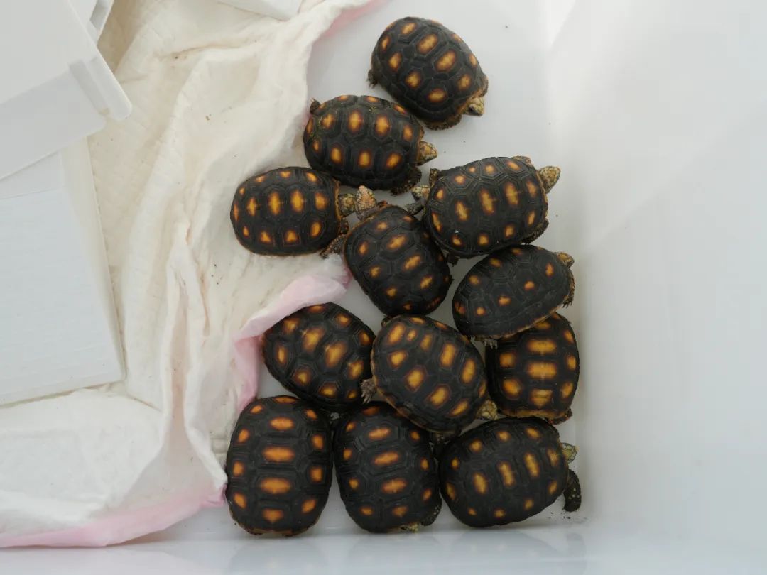 女子紧身裤夹层内绑藏30只濒危活体陆龟,当场查获! 女子紧身裤夹层内绑藏30只濒危活体陆龟,当场查获!