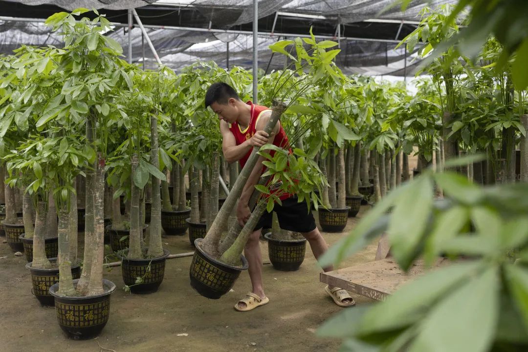 在广州,为何“房东”痴迷扒龙船? 在广州,为何“房东”痴迷扒龙船?