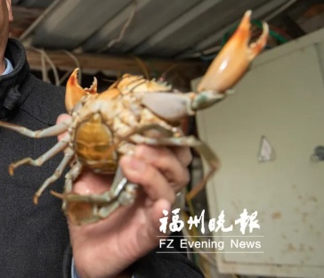 凶险!螃蟹夹个小伤口,她被送进ICU抢救!医生提醒…… 凶险!螃蟹夹个小伤口,她被送进ICU抢救!医生提醒……