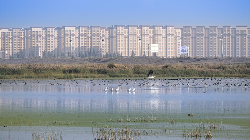 湿地芦苇荡下的鸟儿繁育胜地 湿地芦苇荡下的鸟儿繁育胜地