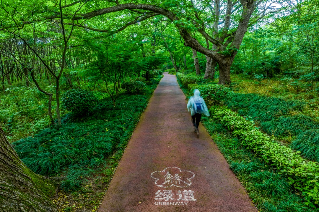 南京中山陵景区将增设人行绿道？官方回应