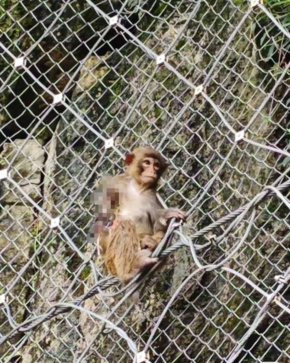 右臂受伤只剩下骨头？贵阳一公园突现重伤幼猴！园方：正在寻找，尚未发现踪迹