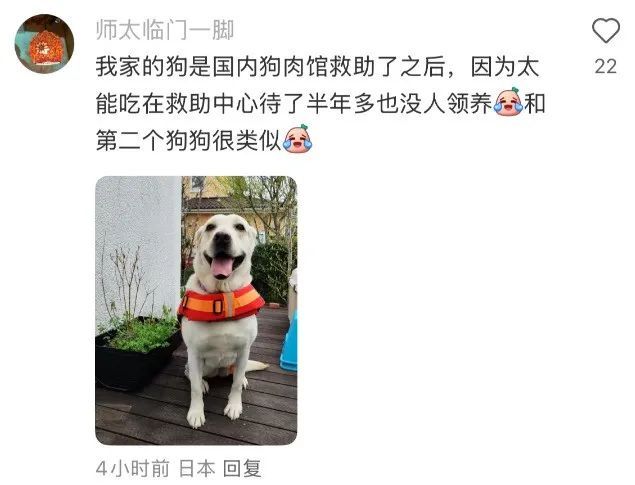 “北京公安局领养犬页面描述哭死我” “北京公安局领养犬页面描述哭死我”