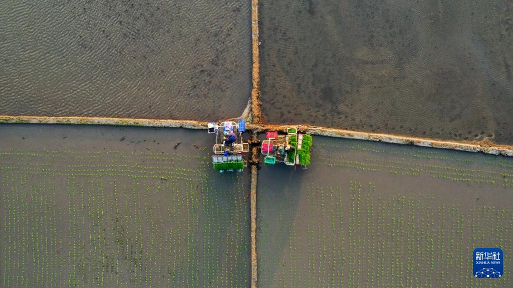 吉林：“世界黄金水稻带”上插秧忙