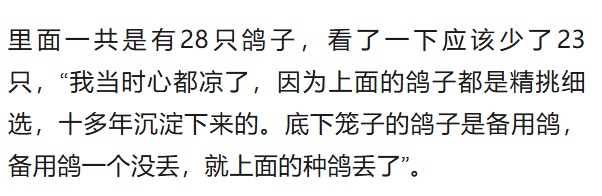 50万天价信鸽一夜被偷,翅膀全剪!盗贼竟是“内行”? 50万天价信鸽一夜被偷,翅膀全剪!盗贼竟是“内行”?