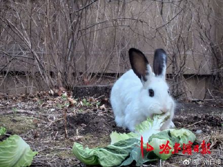 宠物兔出逃2年繁衍4代 小区居民吵翻 宠物兔出逃2年繁衍4代 小区居民吵翻