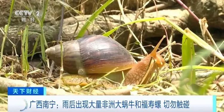 别碰!广西南宁雨后路边出现大量非洲大蜗牛和福寿螺!有致命危害 别碰!广西南宁雨后路边出现大量非洲大蜗牛和福寿螺!有致命危害