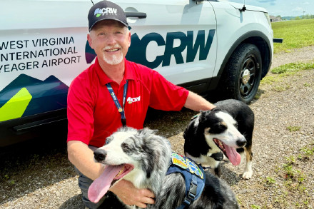 汪汪队有了新工作 美国一机场出动牧羊犬驱鸟 汪汪队有了新工作 美国一机场出动牧羊犬驱鸟