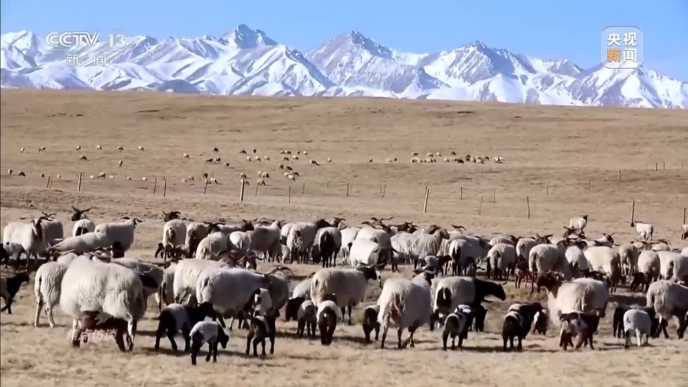 焦点访谈丨已有数万人被骗 起底“云养殖”里的骗局 焦点访谈丨已有数万人被骗 起底“云养殖”里的骗局