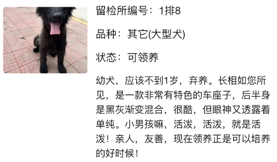 “北京公安局领养犬页面描述哭死我” “北京公安局领养犬页面描述哭死我”