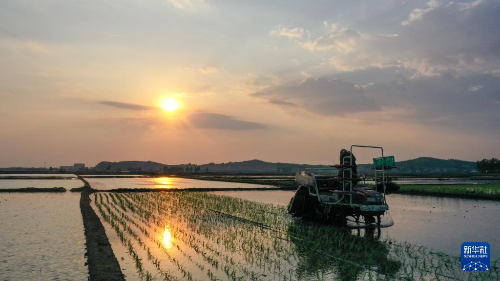 吉林：“世界黄金水稻带”上插秧忙