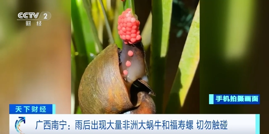 别碰!雨后路边大量出现!有致命危害→ 别碰!雨后路边大量出现!有致命危害→