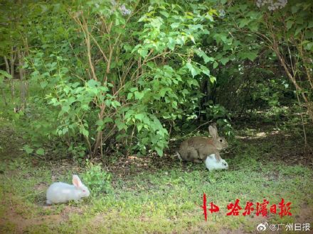 宠物兔出逃2年繁衍4代 小区居民吵翻 宠物兔出逃2年繁衍4代 小区居民吵翻