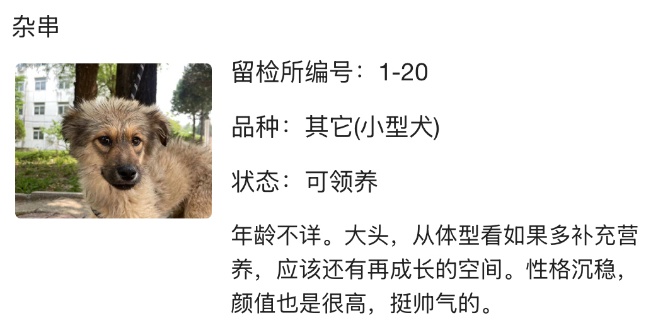 “北京公安局领养犬页面描述哭死我” “北京公安局领养犬页面描述哭死我”