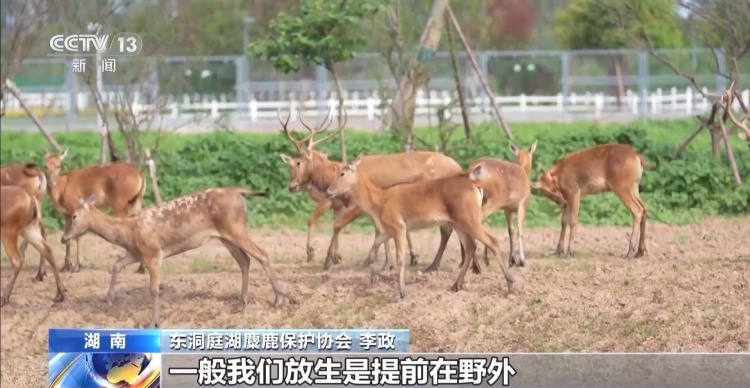 “与人为友”13年 网红麋鹿“点点”已产下8胎幼崽 “与人为友”13年 网红麋鹿“点点”已产下8胎幼崽