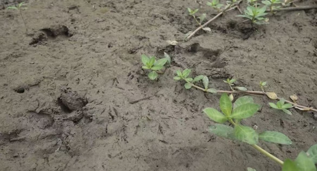 “越狱”的卡皮巴拉“豆包”突然现身！扬州动物园紧急抓捕，具体位置暂时保密