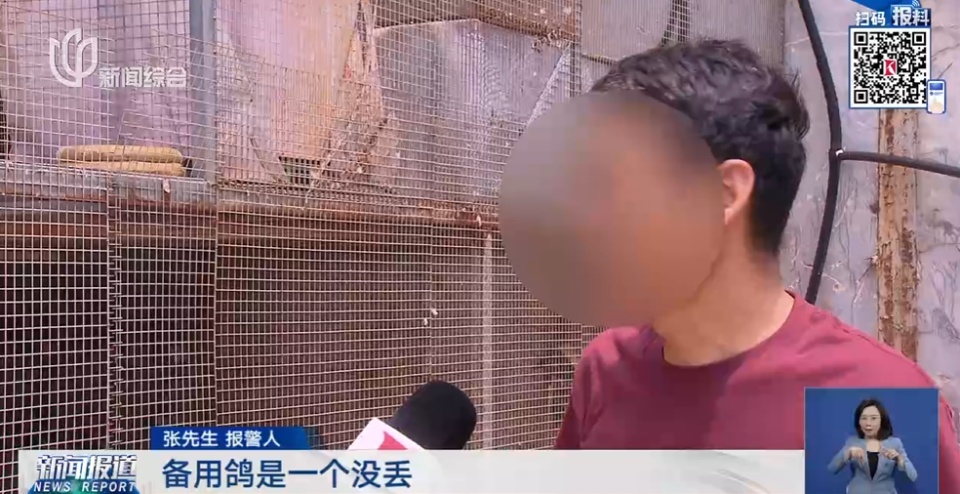 50万天价信鸽一夜被偷,翅膀全剪!盗贼竟是“内行”? 50万天价信鸽一夜被偷,翅膀全剪!盗贼竟是“内行”?