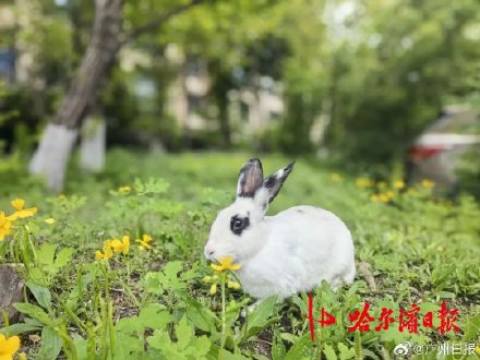 宠物兔出逃2年繁衍4代 小区居民吵翻 宠物兔出逃2年繁衍4代 小区居民吵翻