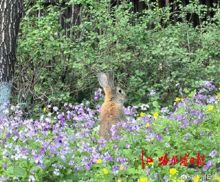 宠物兔出逃2年繁衍4代 小区居民吵翻 宠物兔出逃2年繁衍4代 小区居民吵翻