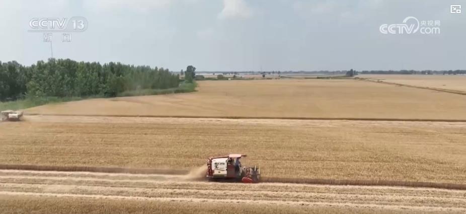 全国小麦收获进度过两成 多地迎来丰收季 全国小麦收获进度过两成 多地迎来丰收季