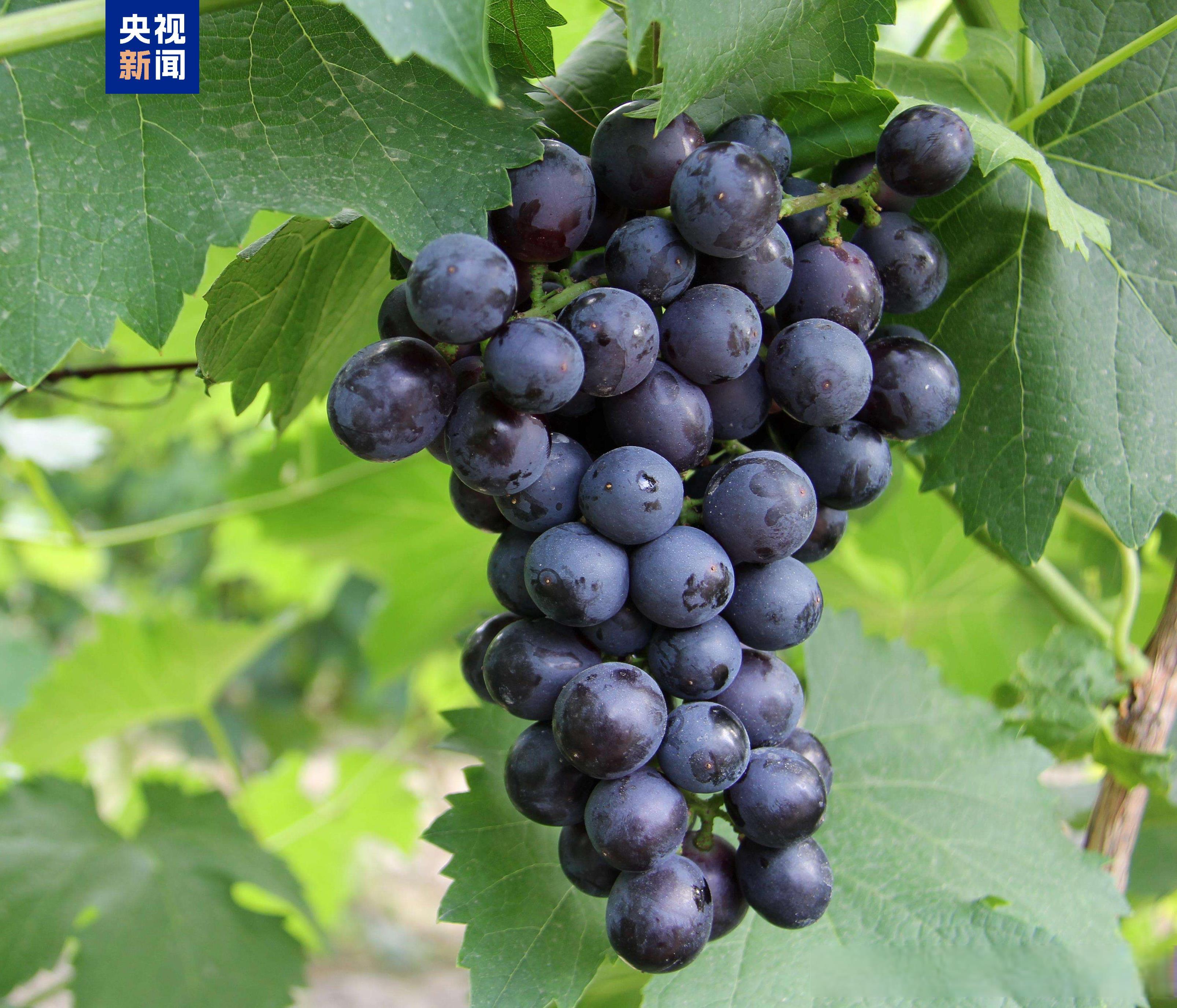 中国龙再添新形象、千年王冠重现……7项科技考古与文化遗产保护成果发布 中国龙再添新形象、千年王冠重现……7项科技考古与文化遗产保护成果发布