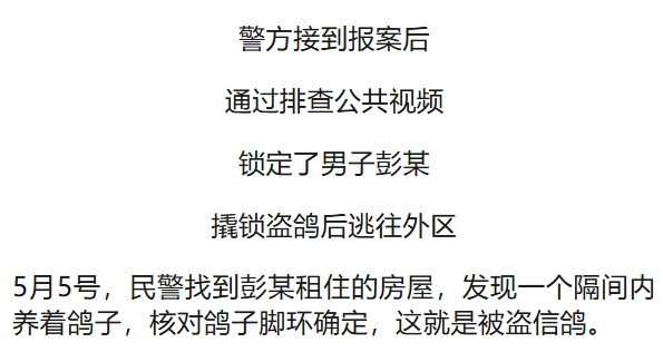 50万天价信鸽一夜被偷,翅膀全剪!盗贼竟是“内行”? 50万天价信鸽一夜被偷,翅膀全剪!盗贼竟是“内行”?