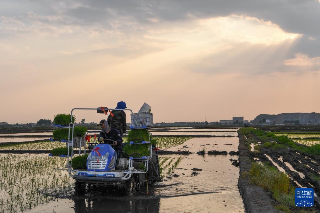 吉林：“世界黄金水稻带”上插秧忙