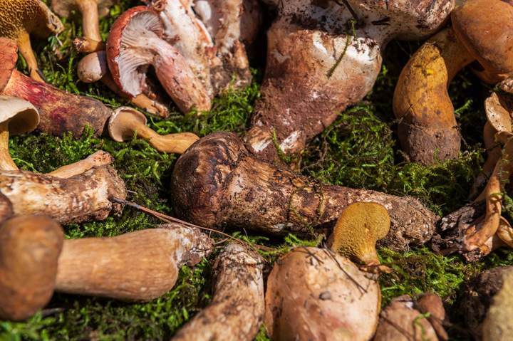 食菌季正式开启！云南网友纷纷晒出这样一条提示