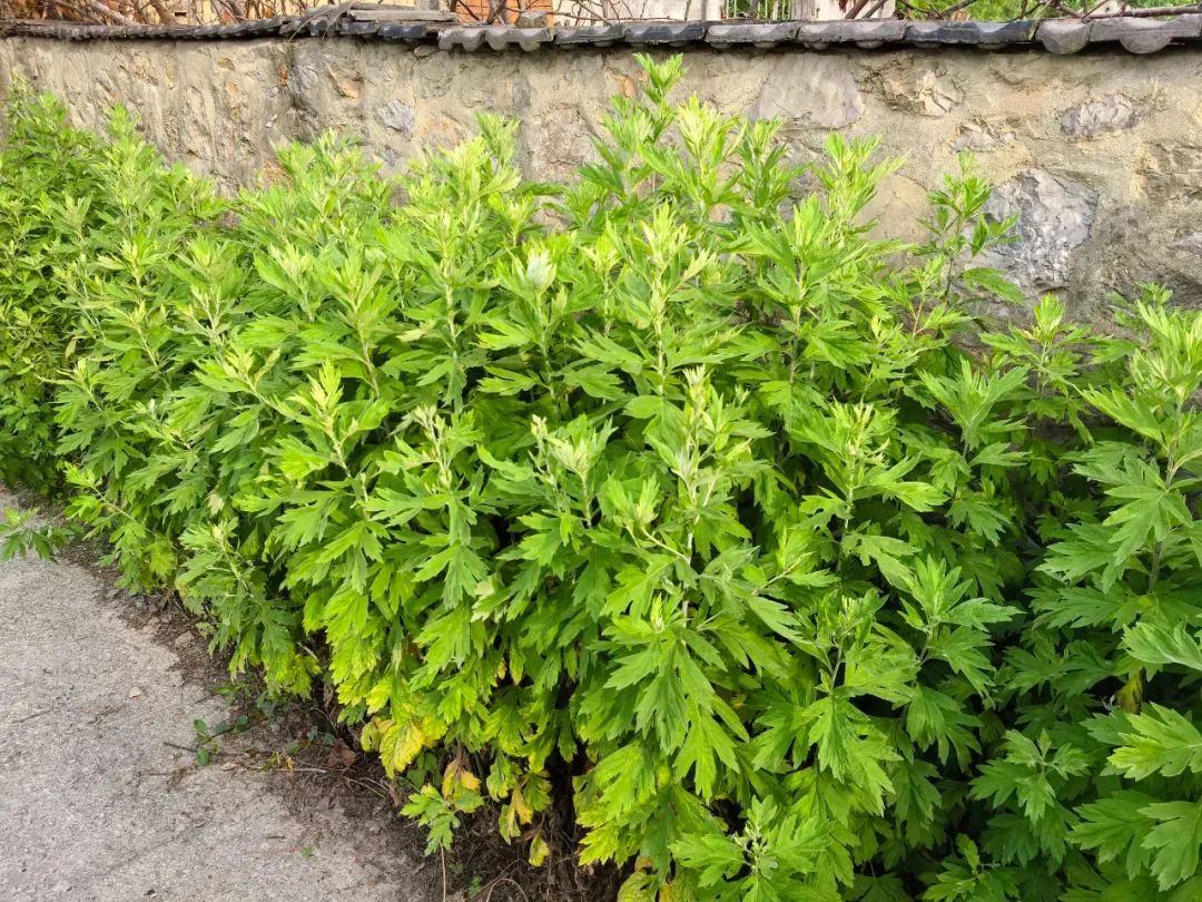 约1元每根!合肥已经大量上市 约1元每根!合肥已经大量上市