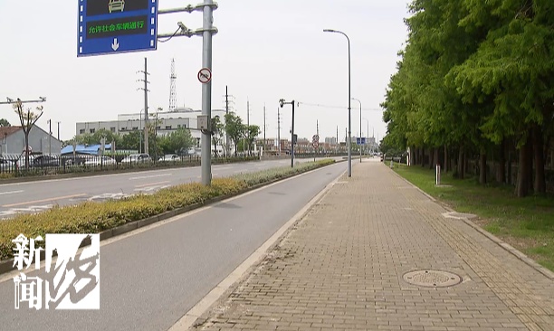 一摸就扎手！上海这些路边“刺客”到底什么来头？