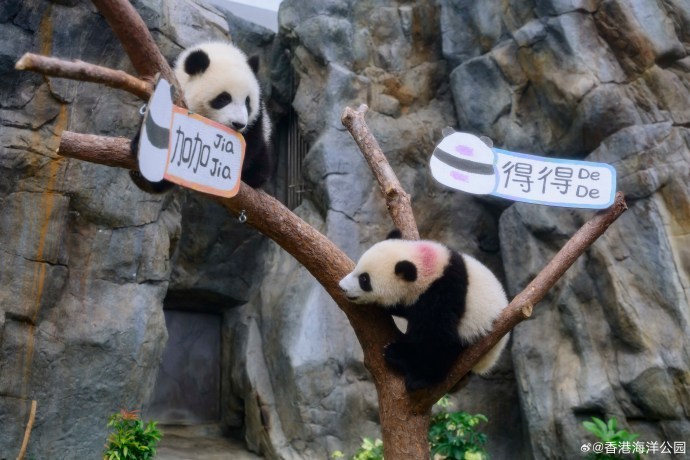 首对“港产”龙凤胎大熊猫正式命名为“加加”“得得”