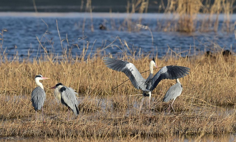 湿地芦苇荡下的鸟儿繁育胜地 湿地芦苇荡下的鸟儿繁育胜地